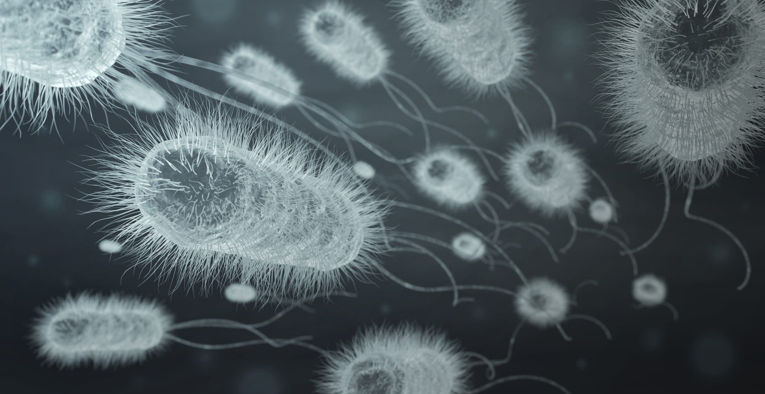 bacteria cells in black and white, showing how effective ozone therapy for infections is